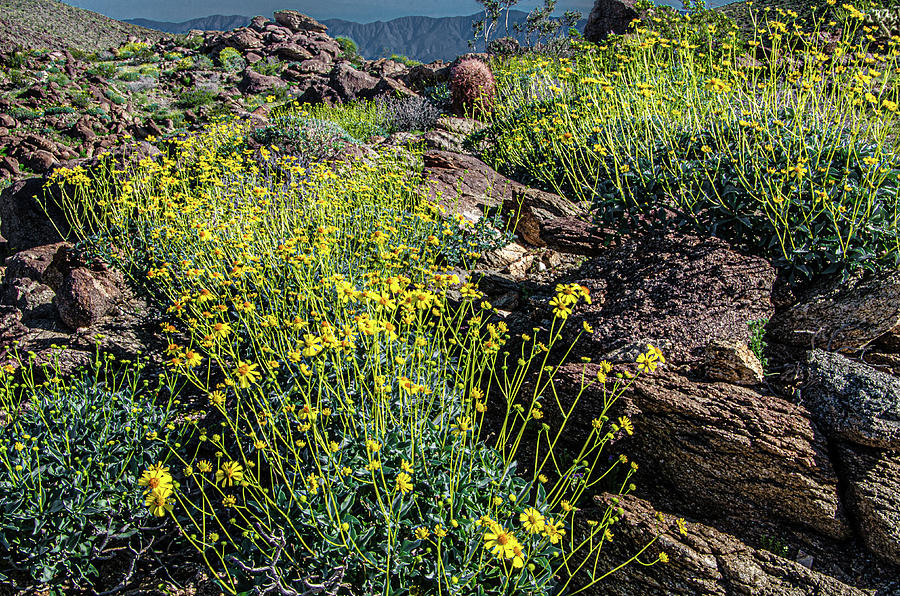 Desert Spring Photograph
