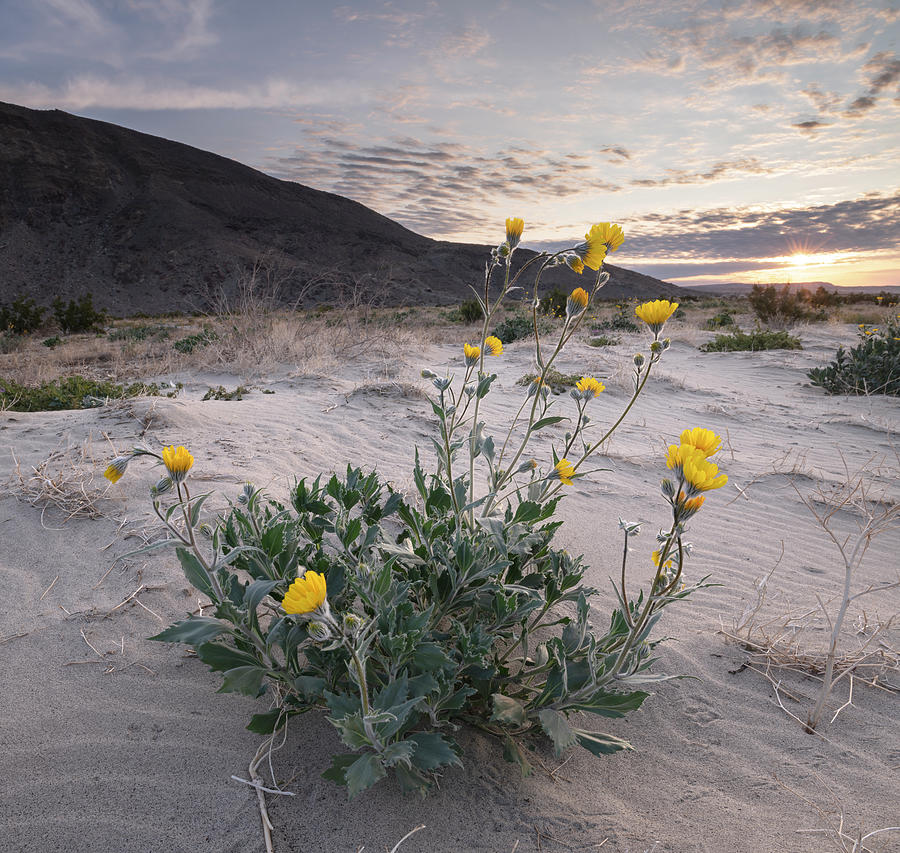 Desert Sunflower at Sunrise Photograph by William Dunigan