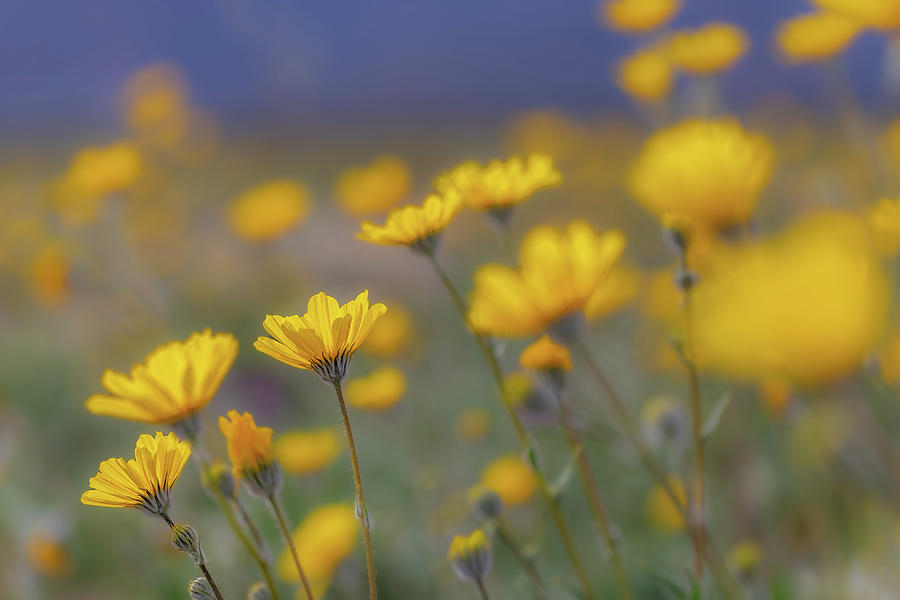 Nature Photograph - Desert Sunflower Delight by Peter Tellone