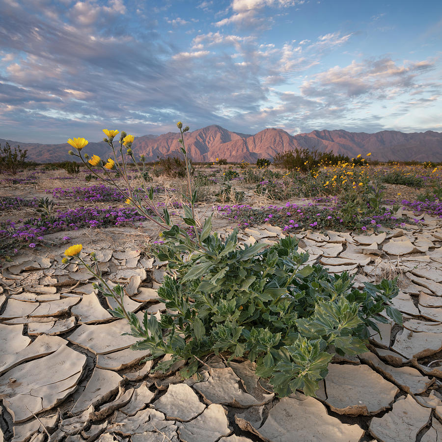 San Diego Photograph - Desert Sunflower in Cracked Dirt by William Dunigan