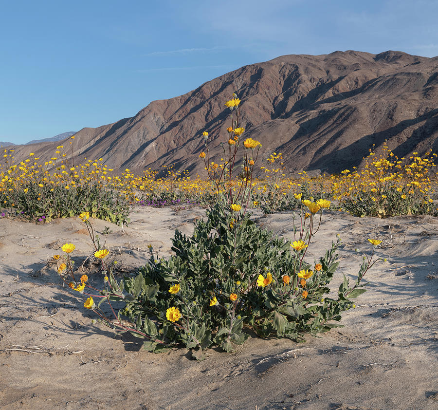 Desert Sunflowers and Hills at Anza Borrego Photograph by William Dunigan