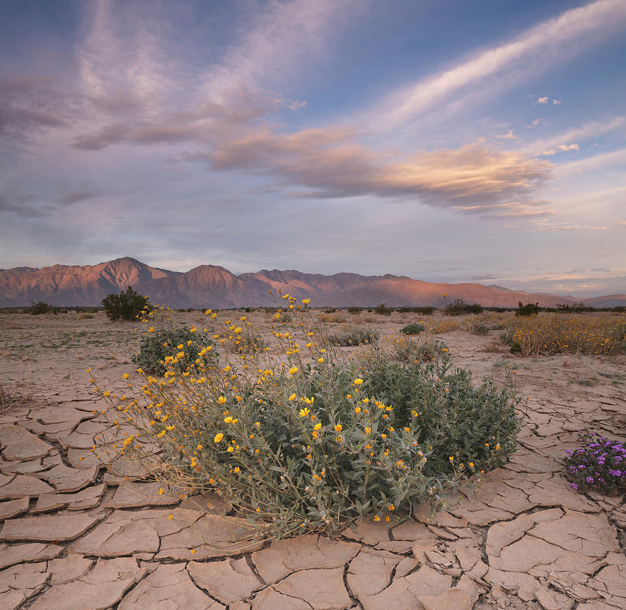 San Diego Photograph - Desert Sunflowers and Morning Mountains by William Dunigan