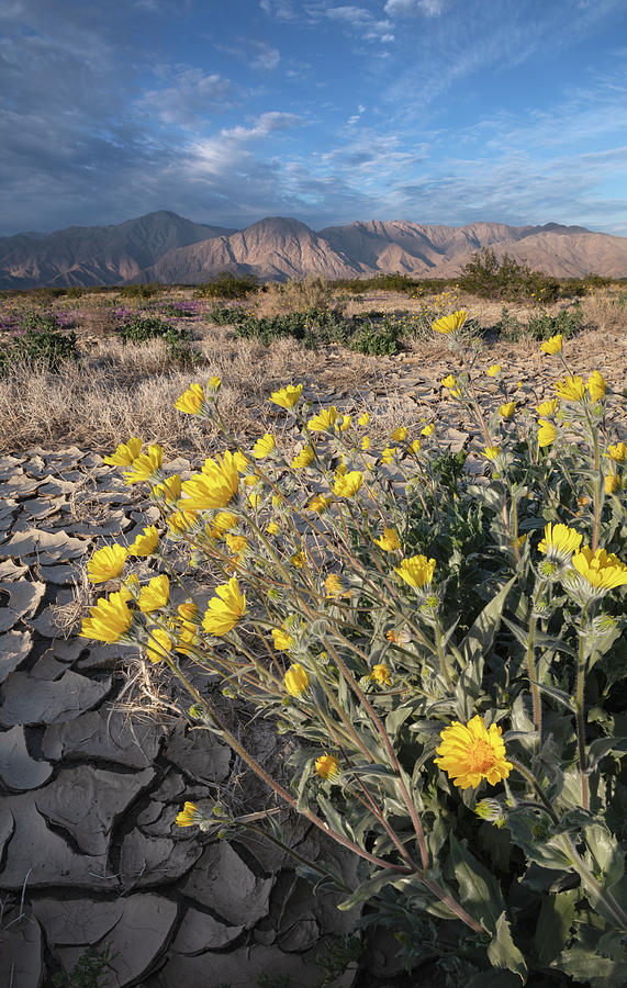 San Diego Photograph - Desert Sunflowers Blooming in Anza Borrego by William Dunigan