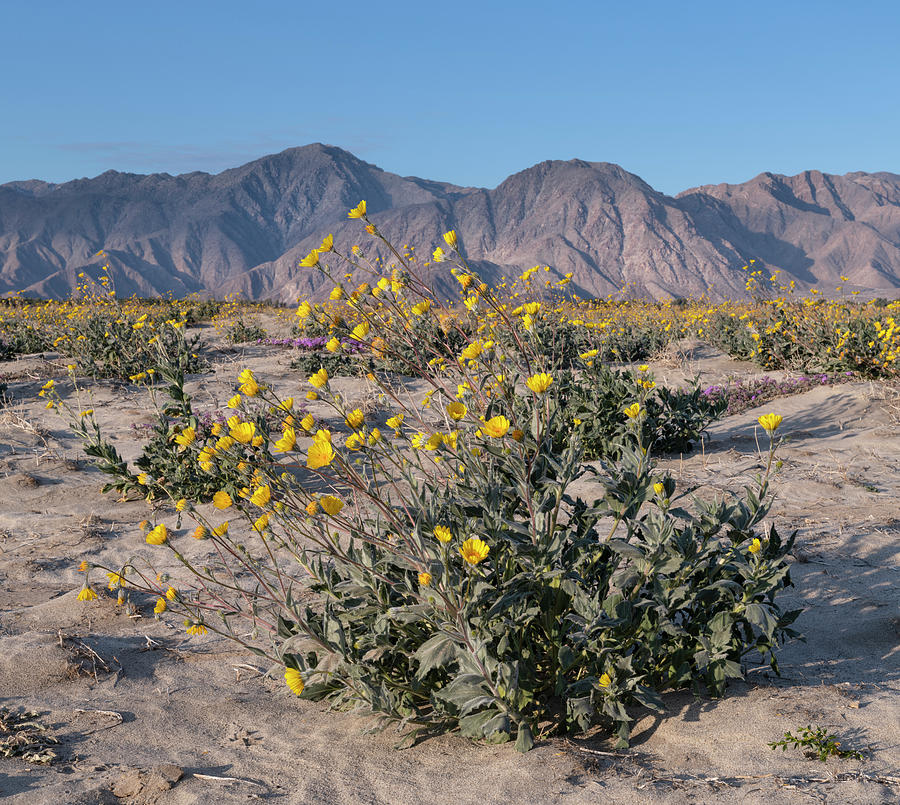 San Diego Photograph - Desert Sunflowers in Bloom Near Borrego Springs by William Dunigan