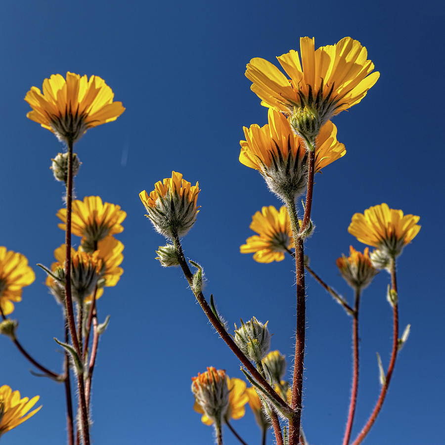 Desert Sunflowers Photograph by Peter Tellone