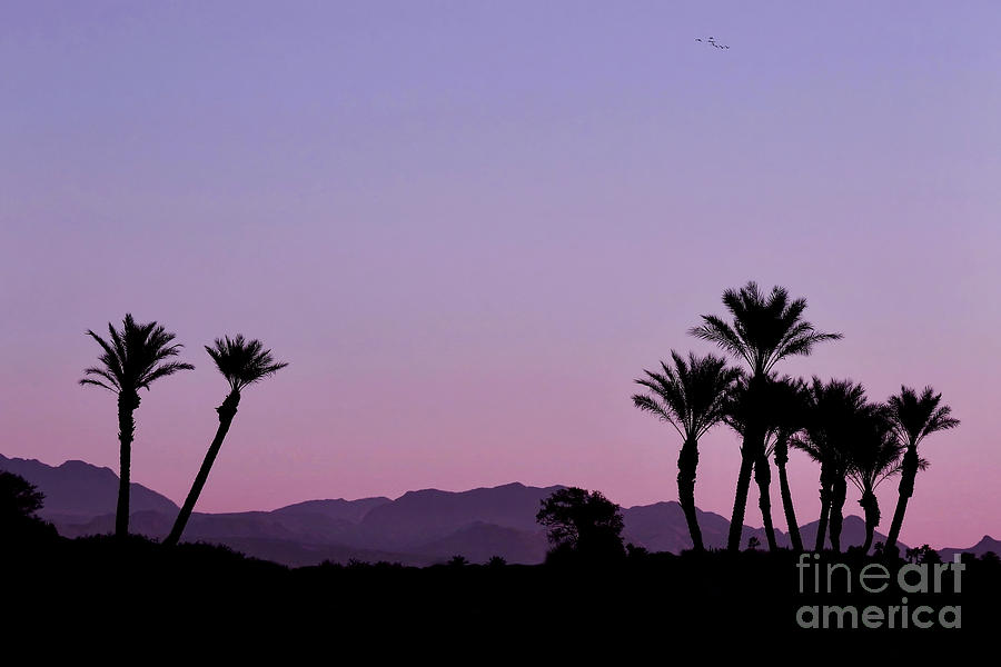 Desert Sunrise Photograph by Beth Myer Photography