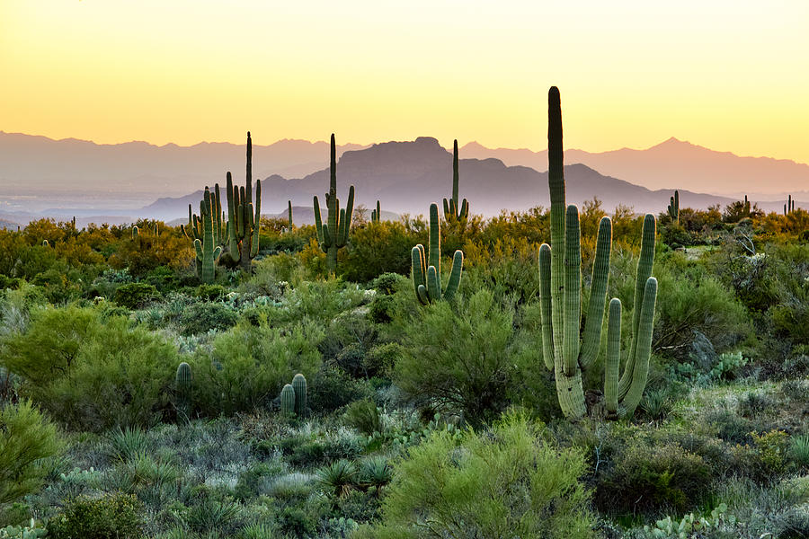 Desert Sunset Photograph by Bonny Puckett - Fine Art America