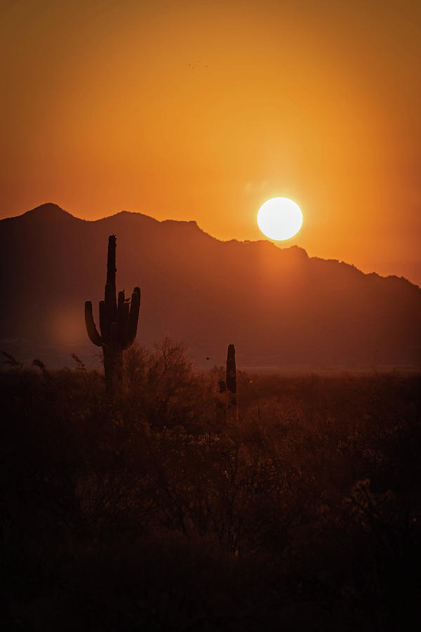 Desert Sunrise Photograph by David Barile