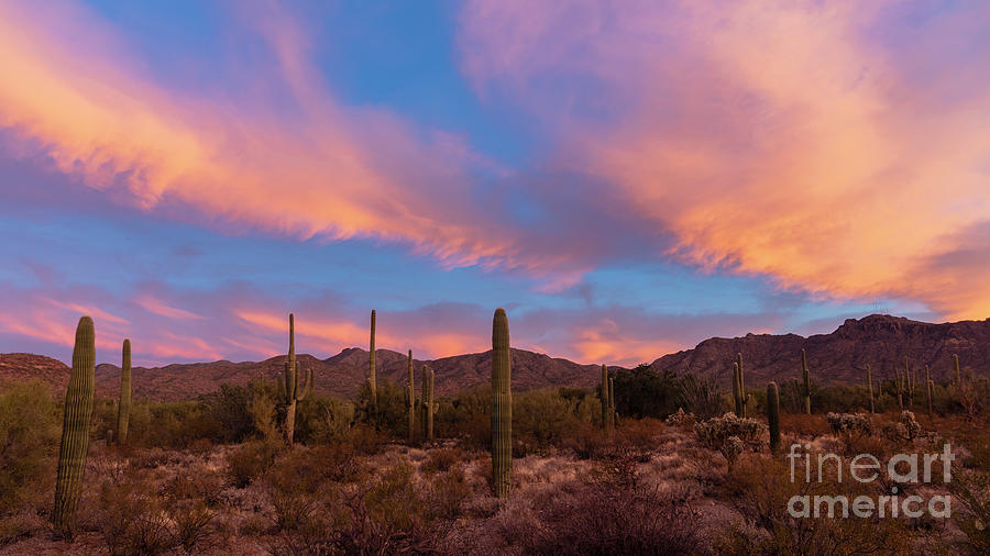 Desert Sunrise I  Photograph by Seth Betterly