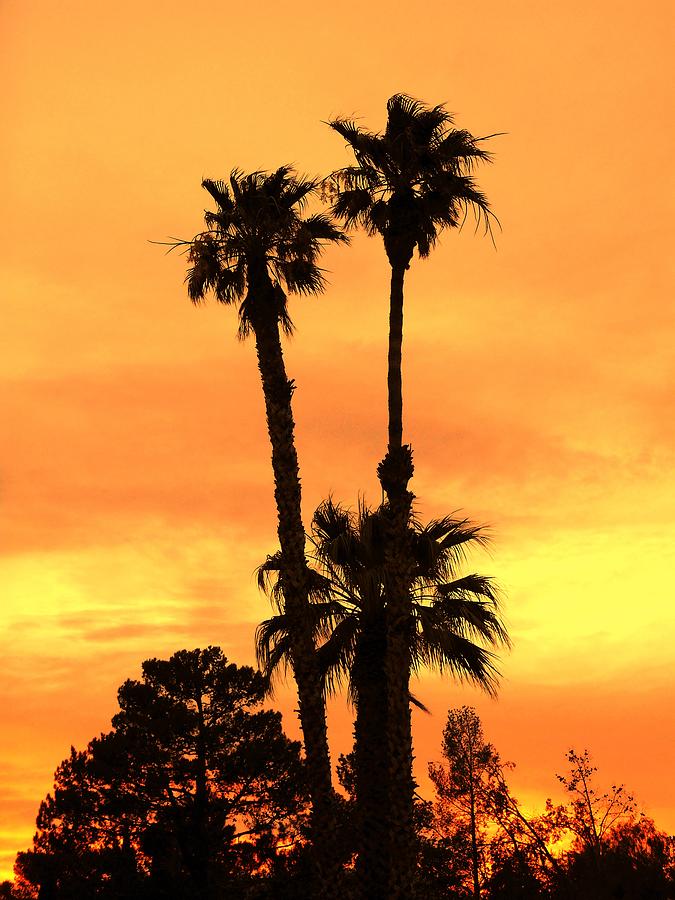 Desert Sunset #2 Photograph by Dietmar Scherf