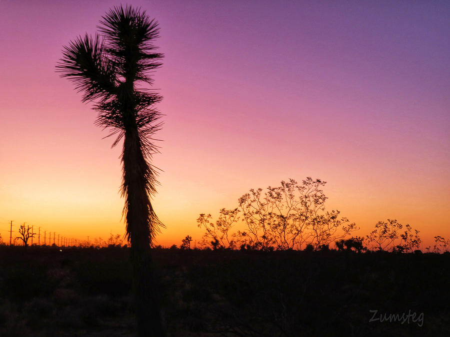 Desert Sunset Photograph by David Zumsteg