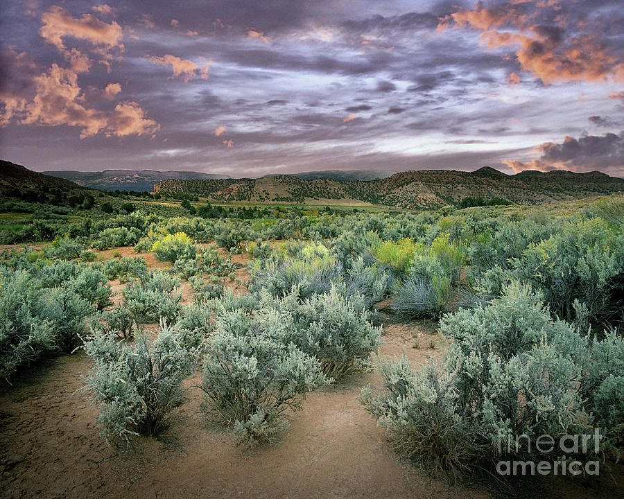 Desert Sunset Photograph by Edmund Nagele FRPS