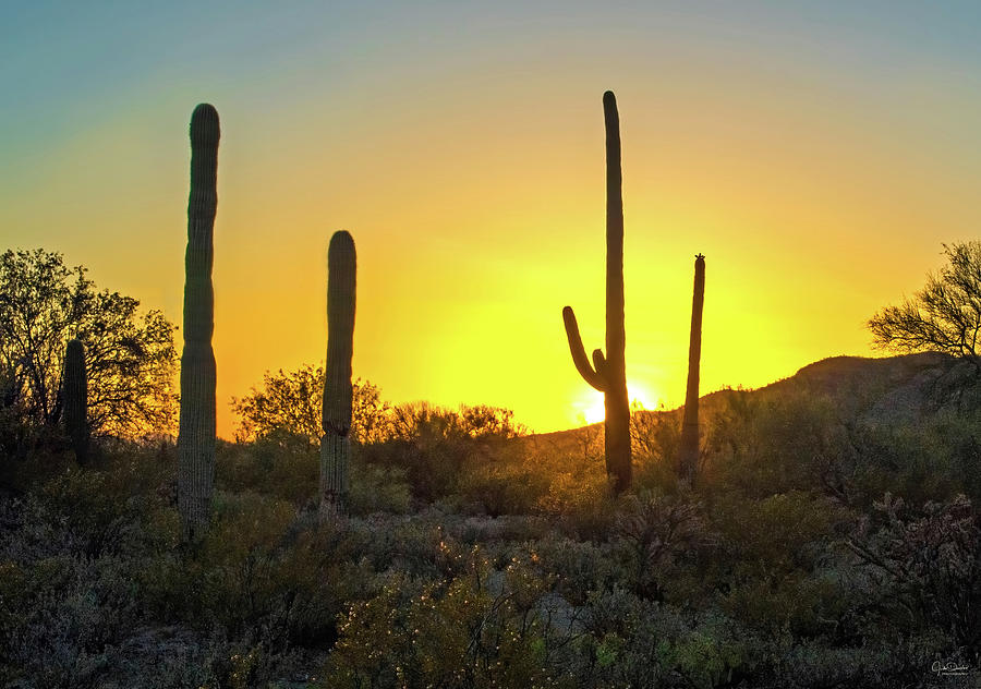 Desert Sunset Photograph by Judi Dressler