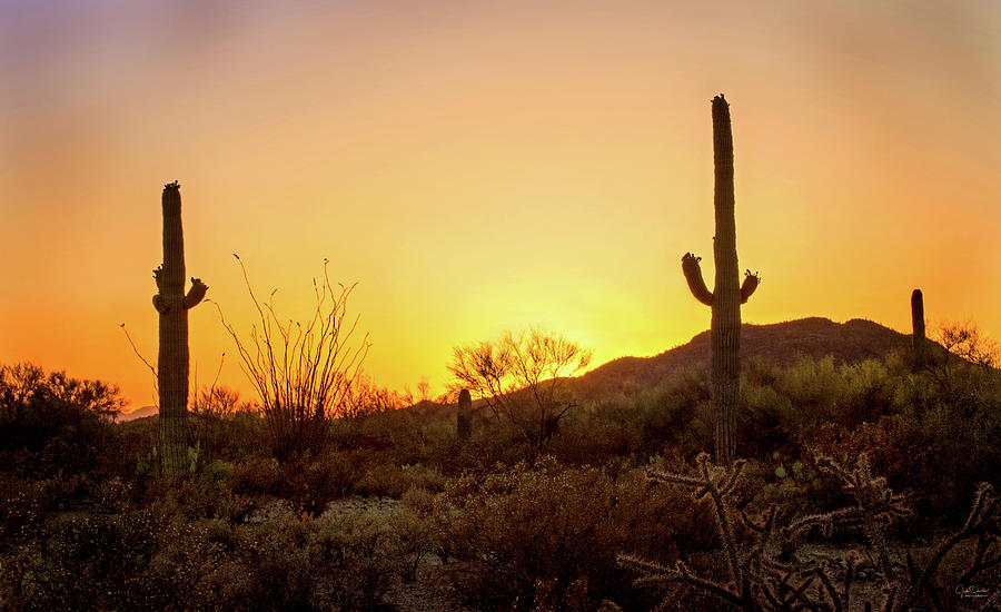 Desert Sunset II Photograph by Judi Dressler