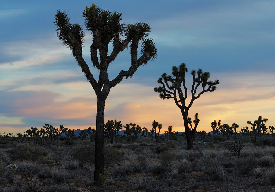 Desert Sunset Photograph by Loree Johnson