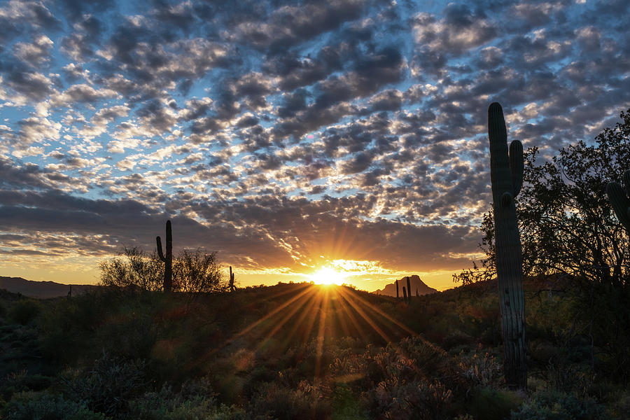 Desert Sunset Photograph by Mary Hone