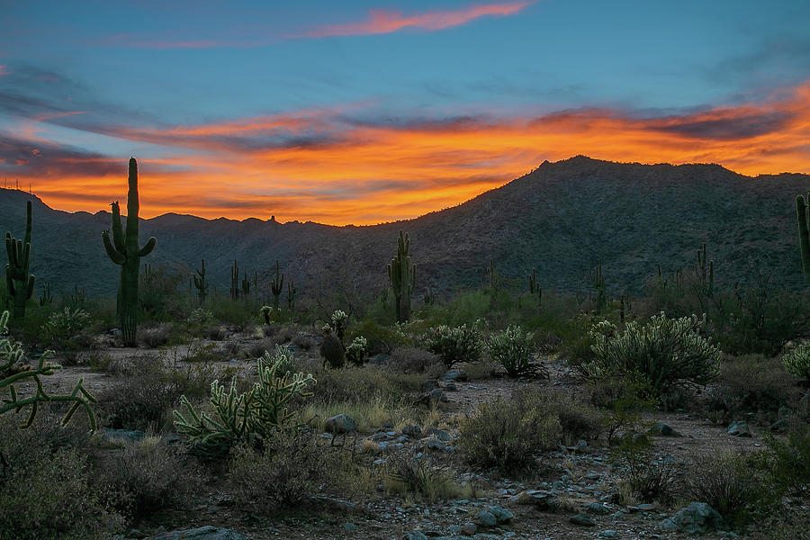 Desert Sunset Photograph by Patricia Albrecht - Fine Art America