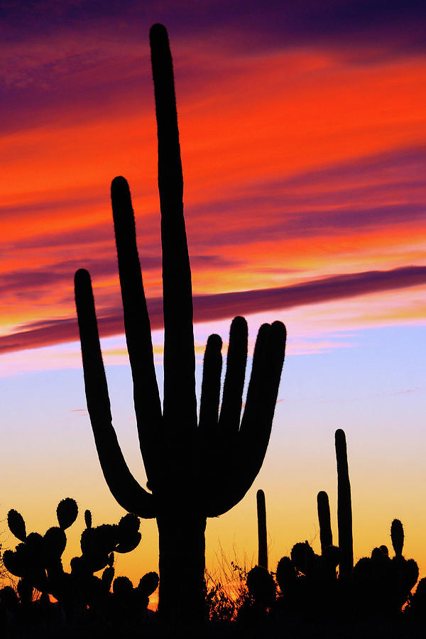 Desert Sunset Silhouettes Photograph by Douglas Taylor
