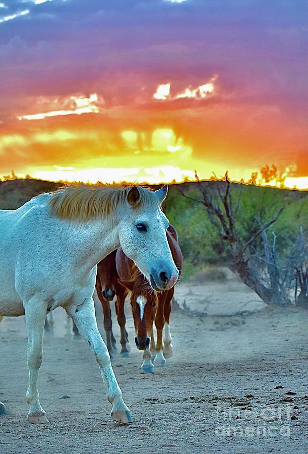 Desert Sunset  Digital Art by Tammy Keyes