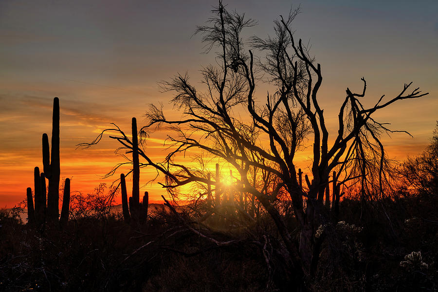 Desert Sunset Through The Trees  Photograph by Saija Lehtonen