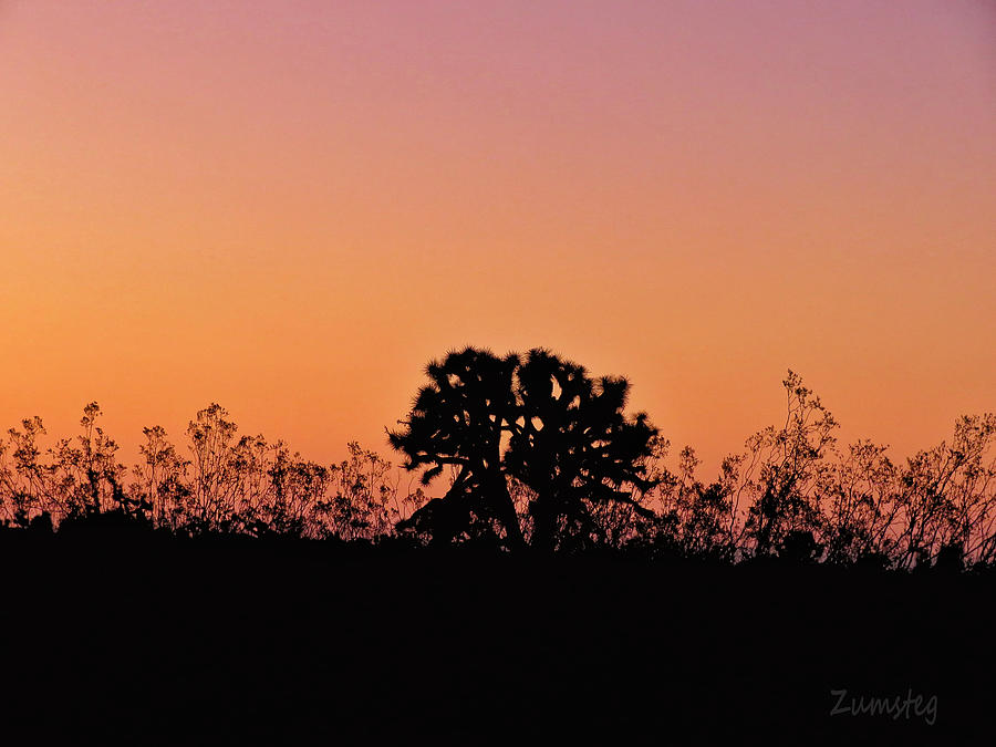 Desert Sunset Tree Photograph by David Zumsteg