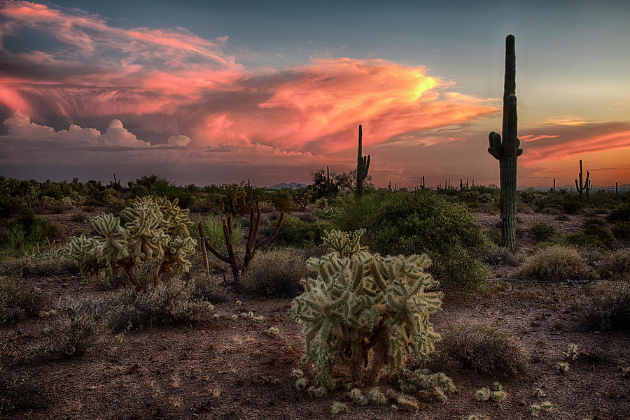 Desert Sunset with Cactus Photograph by Dave Dilli