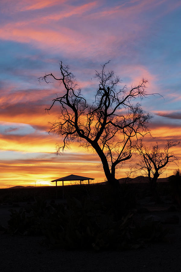 Desert Sunsets Lone Tree Photograph by Sandra Js
