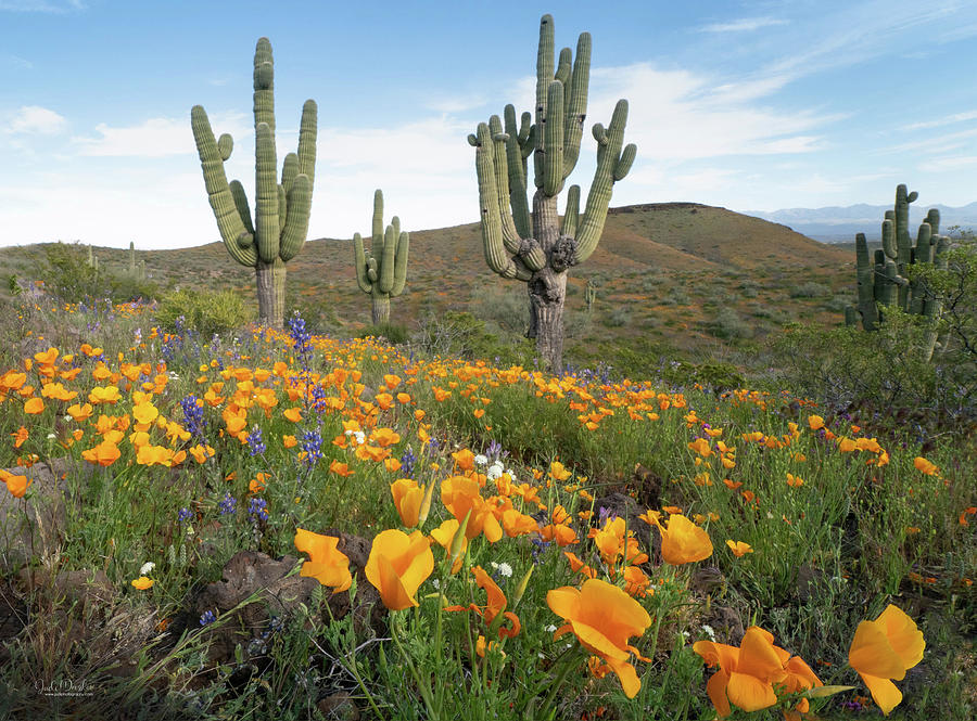 Desert Super Bloom Photograph by Judi Dressler