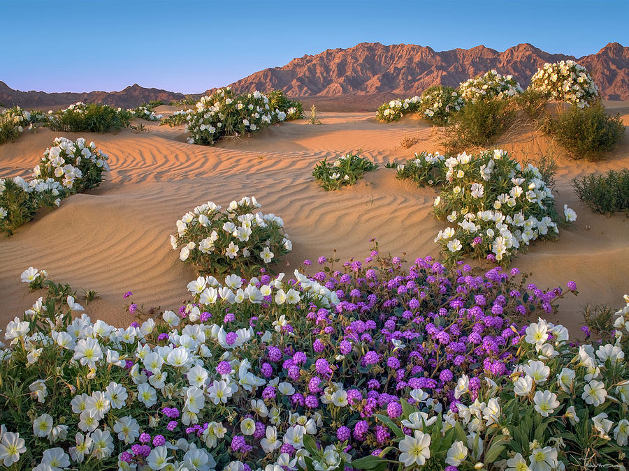 Landscape Photograph - Desert Bloom by Kirk Owens