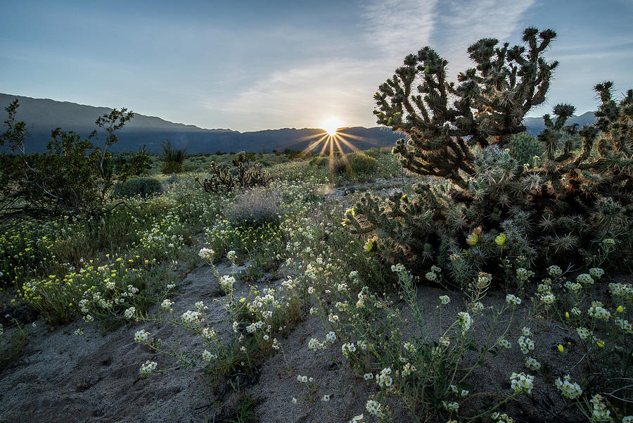 Desert Super Bloom Photograph by Randy Sage Fine Art America