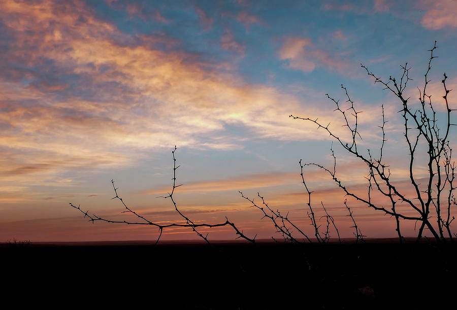 Desert Thorns at Sunrise Photograph by Sandra Js