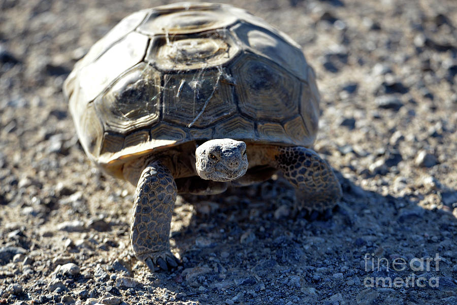 Desert Tortoise Photograph by Denise Bruchman