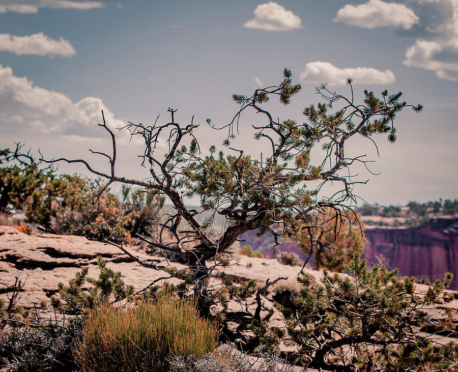 Desert Tree Photograph