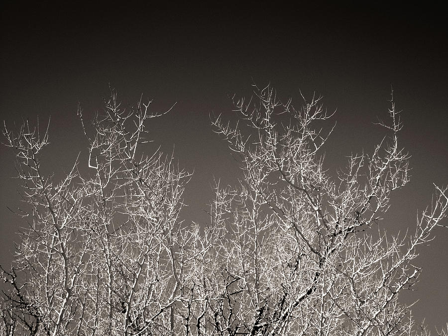 Desert Tree Photograph by Mark Gomez