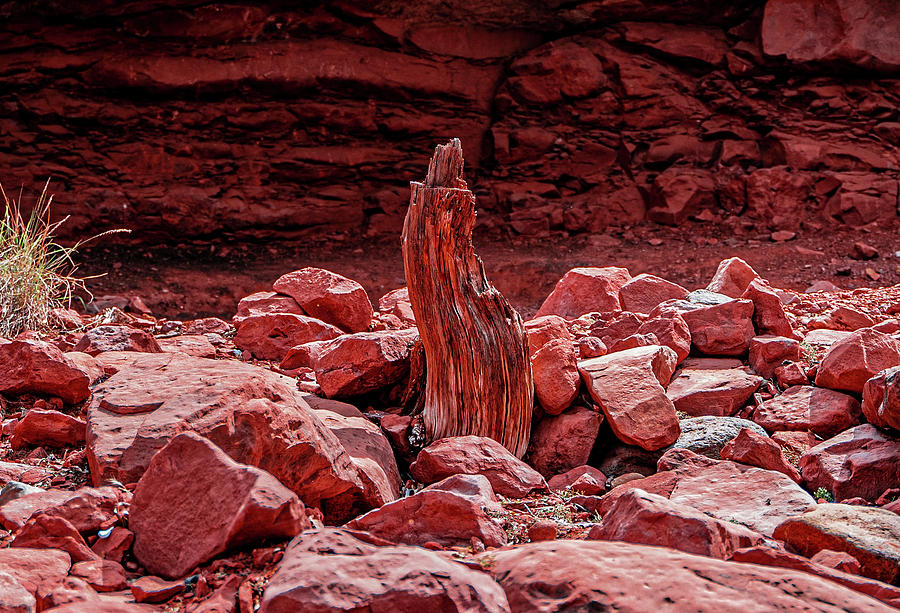 Desert Tree Stump Photograph