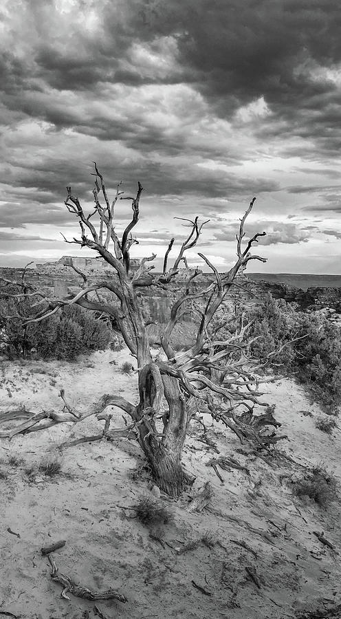Desert Tree Tall Black White Print Moab Utah Photograph by Aaron Geraud