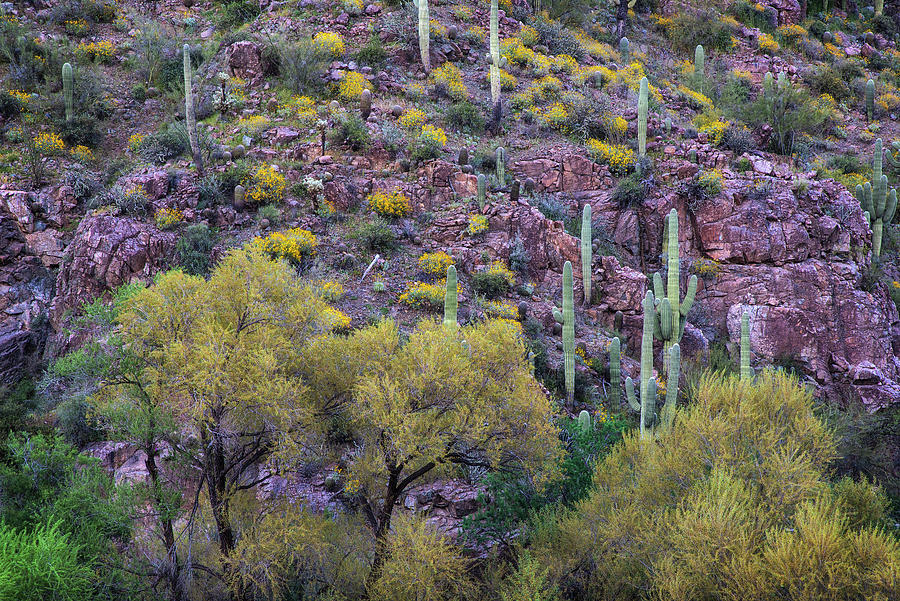 Desert Trees and spring colors Photograph by Dave Dilli