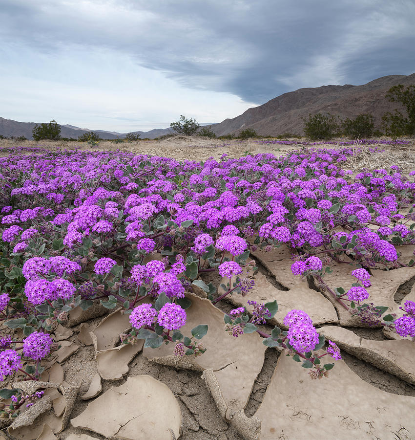 Desert Verbena and Cracked Sand at Borrego Springs Photograph by William Dunigan