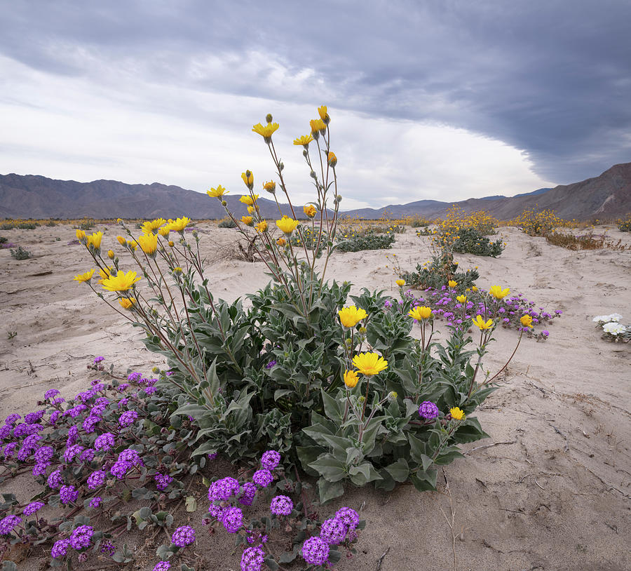 San Diego Photograph - Desert Verbena Underneath a Sunflower in the Borrego Desert by William Dunigan