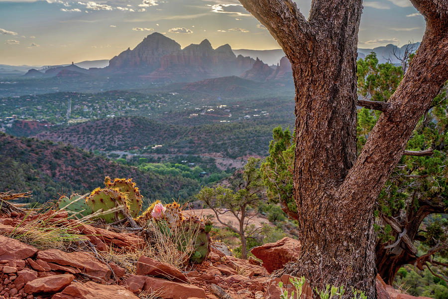 Desert View Photograph by David R Robinson