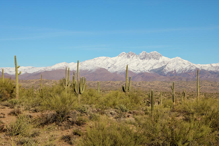 Desert View of Snowy Four Peaks Photograph by Dawn Richards