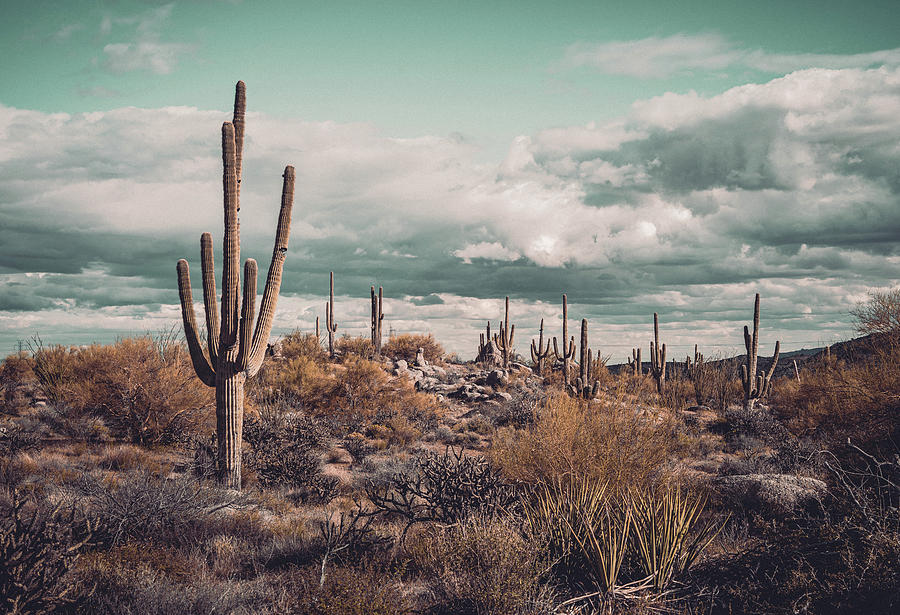 Desert Vintage no. 07 Photograph by Eric Mischke | Fine Art America