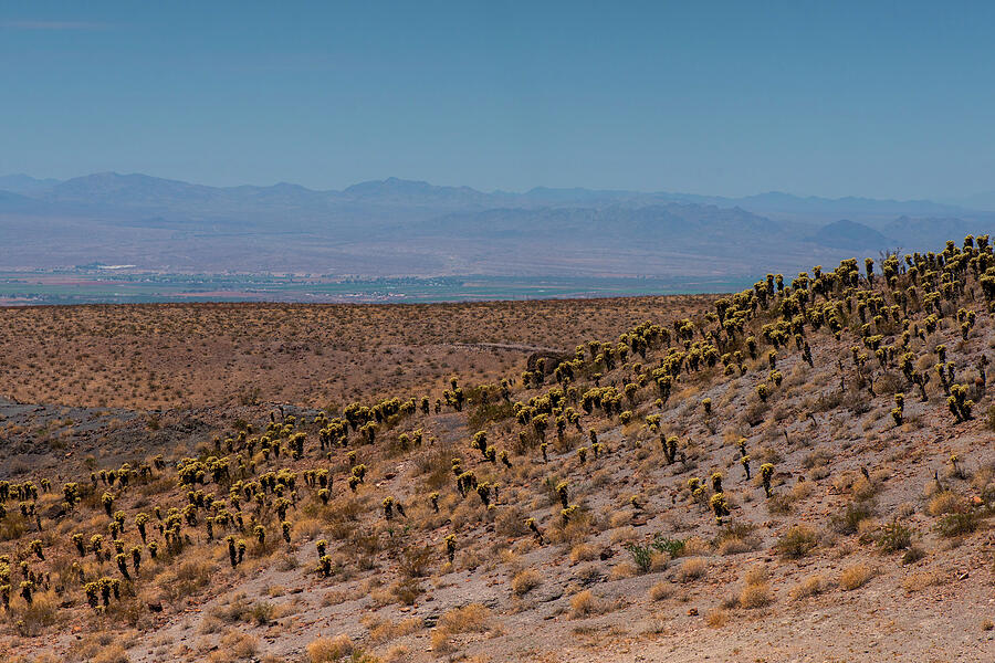 Desert Vista Photograph by Ray Devlin