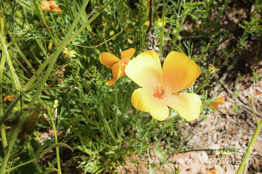 Desert Wildflower 8037 Photograph by Lawrence Burry