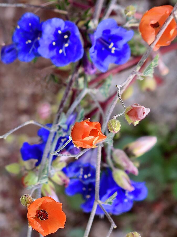 Flower Photograph - Desert Wildflowers by Bonnie See
