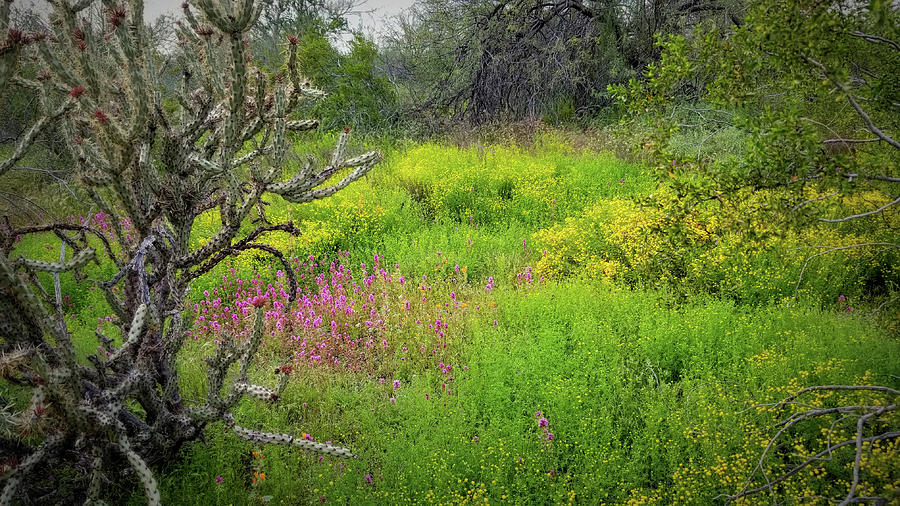 Desert Wildflowers - Landscape Photograph by Gene Taylor