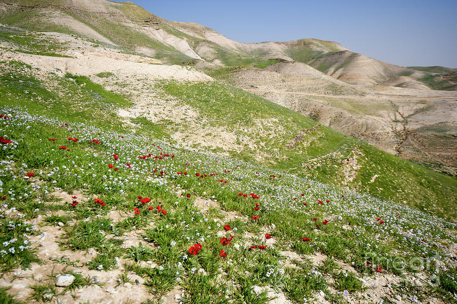 Desert Wildflowers R1 Photograph by Yotam Jacobson