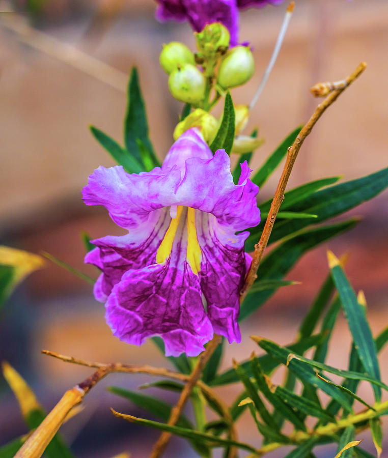 Flower Photograph - Desert Willow Chilopsis Yellow Pink Purple Blossom Blooming Macr by William Perry