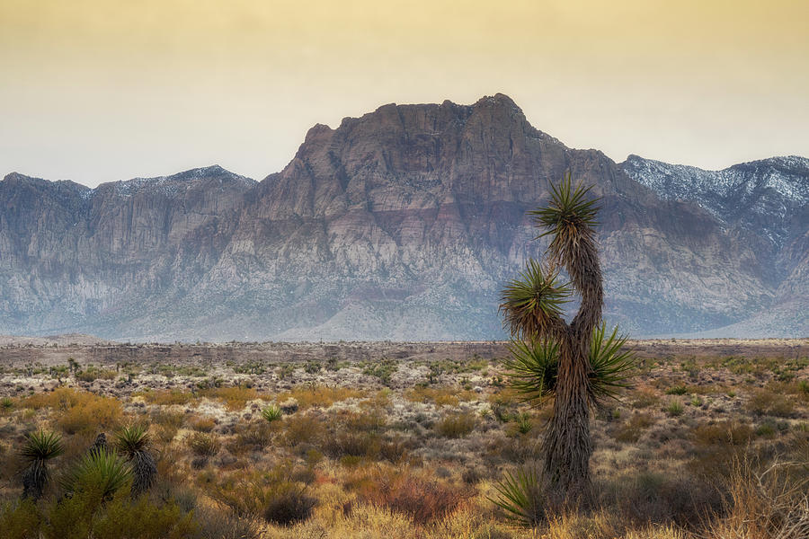 Desert Winter Yucca Tree Photograph by Frank Wilson
