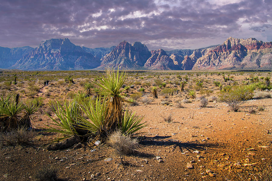 Nature Photograph - Desert Yucca Plants by Frank Wilson